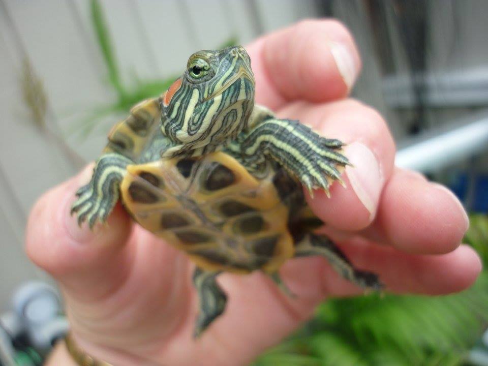 Tiny Turtles Homecare