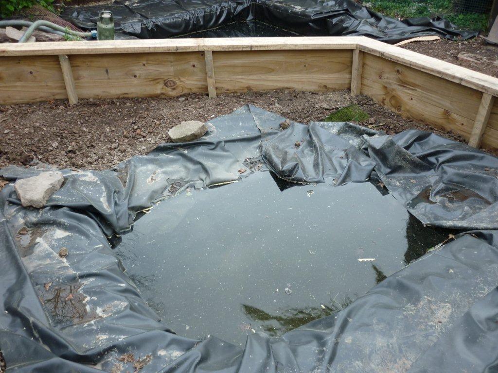 Red eared store slider outdoor pond