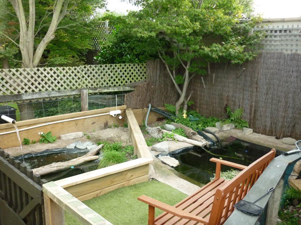 Small Backyard Turtle Pond - Home Design Ideas