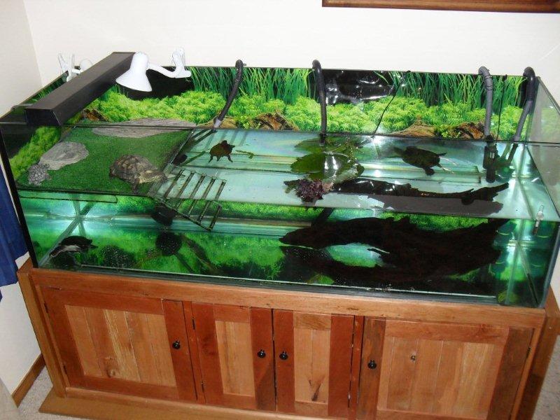 Australian Turtle Tank SETUP! 